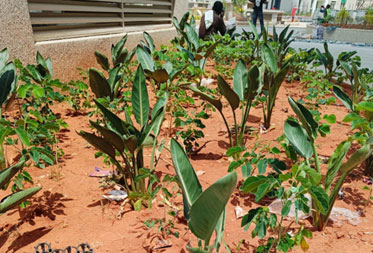  Utopia Paradise : Landscaping and hardscape works in progress - Status as of February 2025
